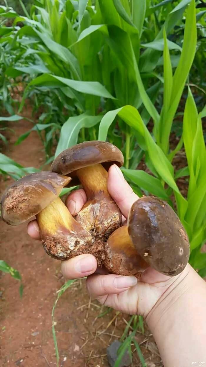 难得休息一天 ……陪家人捡菌