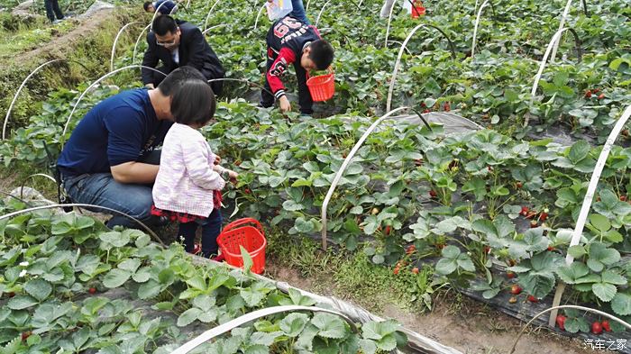 重庆长安家族第一次快乐出行我们一起摘草莓