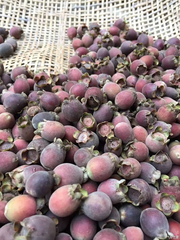 这个野生果是个什么东东