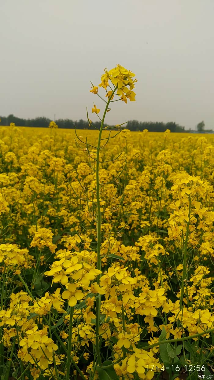 《劲悦团北京长安车友会》林城赏油菜花
