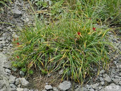 这是什么,好像是乌鸦和鹞子在争地盘.