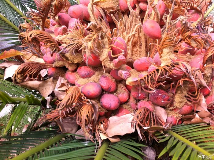 自家铁树结的果