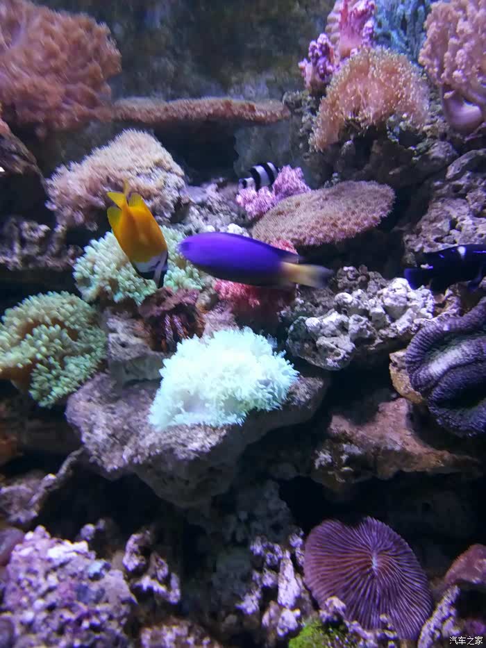 吉林市cs75车友会212中泰海洋世界一日游