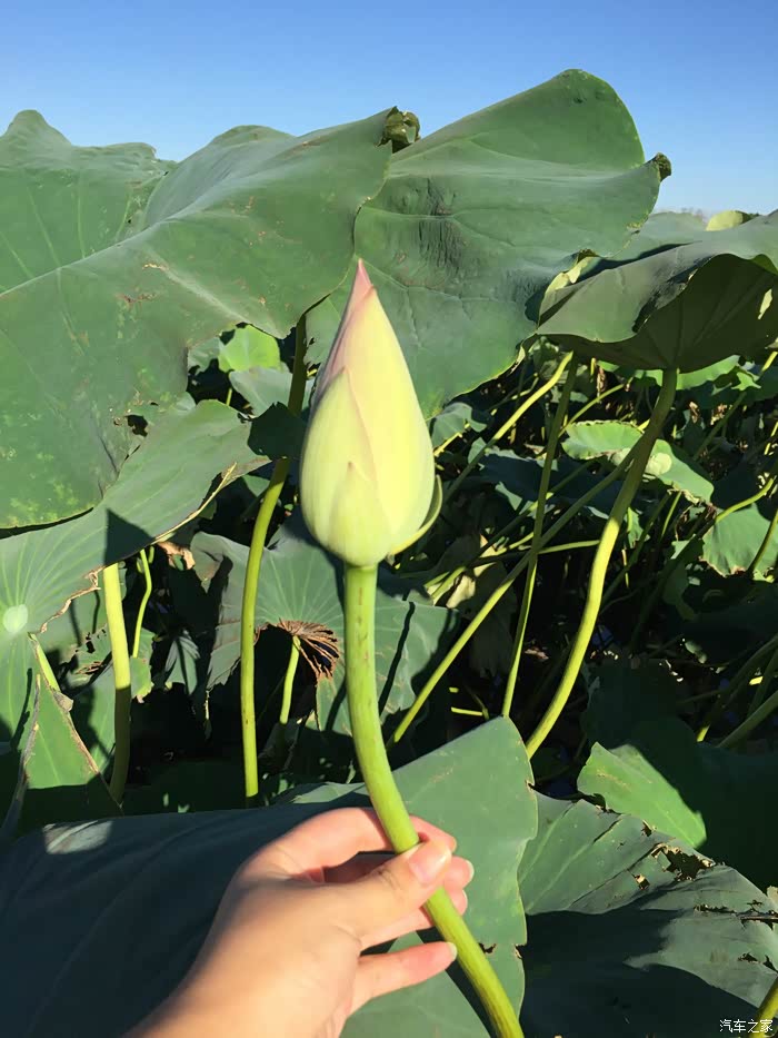 秋高气爽,荷花池游记