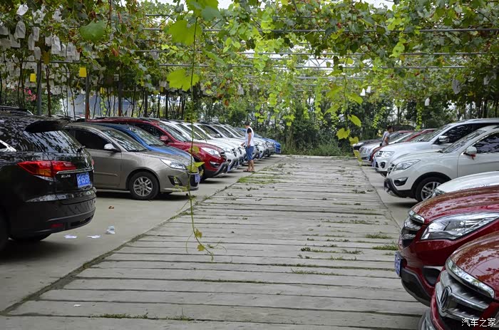 活动之后自由活动停车场在片葡萄藤有遮阴又可以摘葡萄过现在还没有
