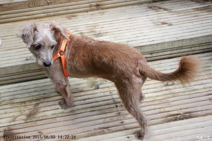 vivi单骑翩然甘陕云贵川2广海南一锅端