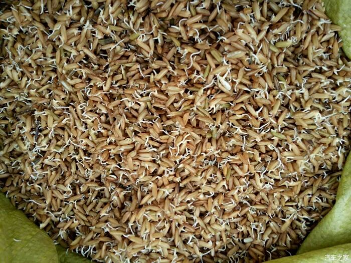 发芽的水稻种子,撒芽式水稻播种法得提前两个晚上进行种子浸润至发芽