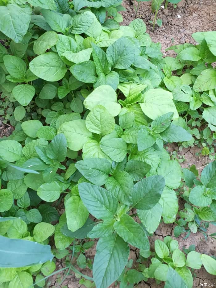 这个菜我们那儿叫玉米菜