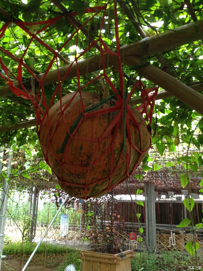 吊起的南瓜
