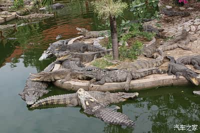 新马泰行10泰国曼谷北揽鳄鱼潭景区二