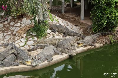 新马泰行10泰国曼谷北揽鳄鱼潭景区二