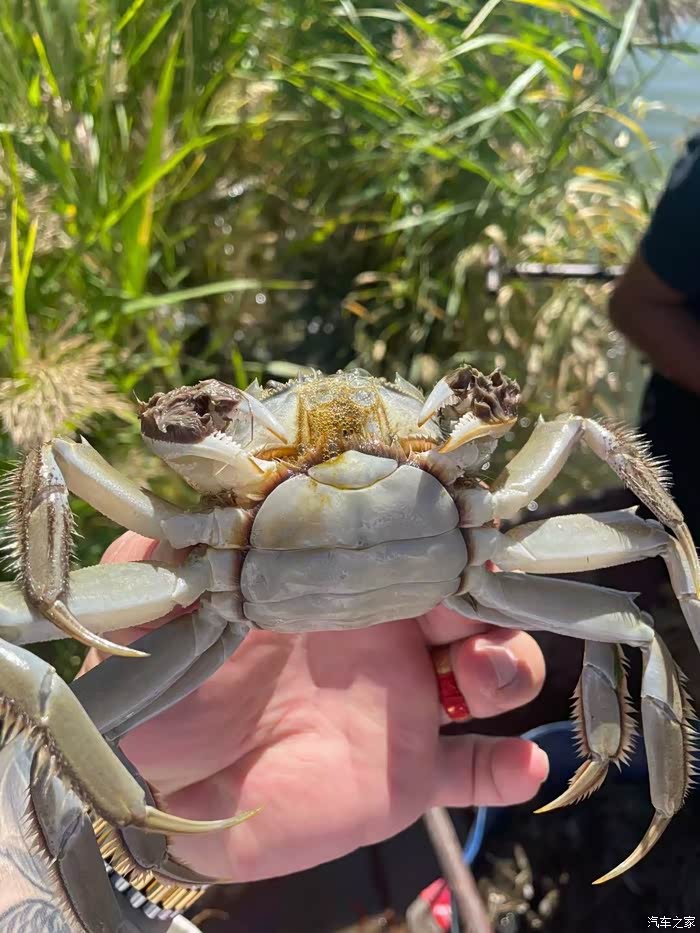 新疆也可以吃饭这么肥的大螃蟹了