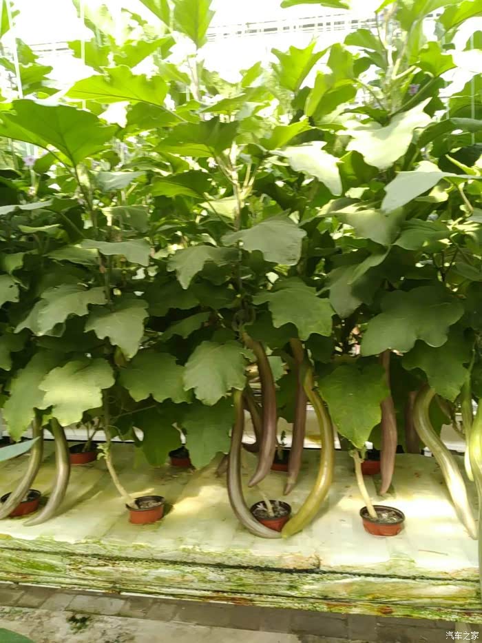 爱在烟台寿光蔬博会之行烟台阿特兹车友会