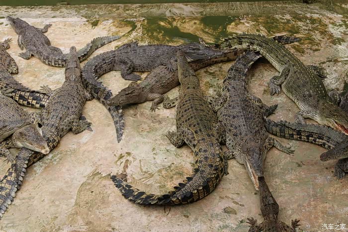 新马泰行10泰国曼谷北揽鳄鱼潭景区二