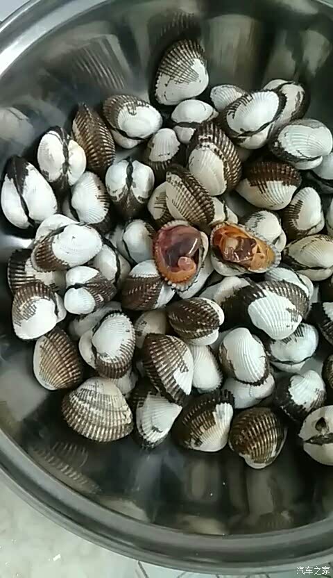 毛蚶血蚶有人喜欢吃吗