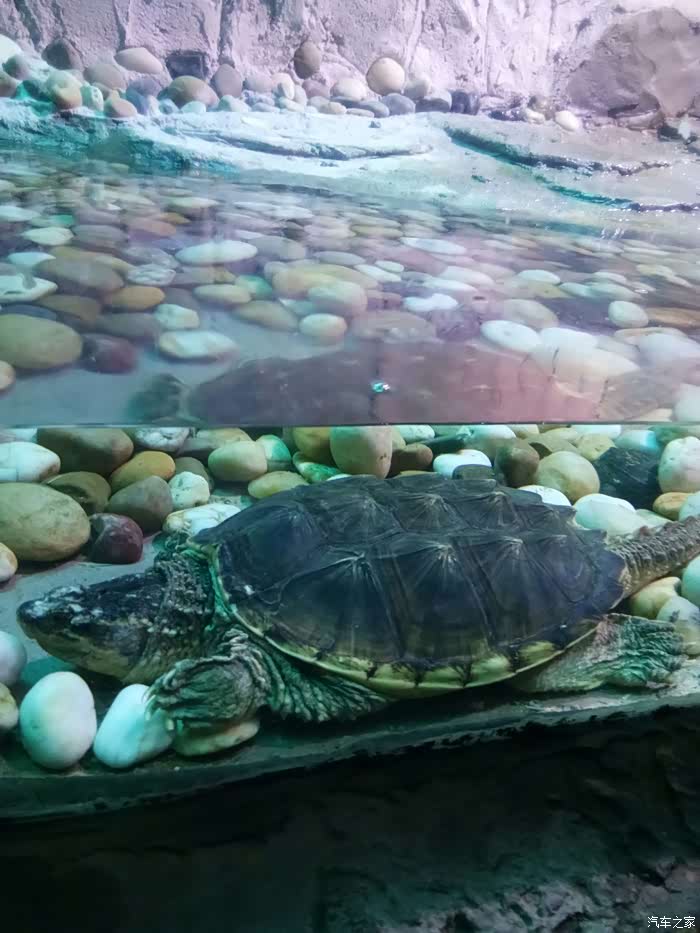 吉林市cs75车友会212中泰海洋世界一日游