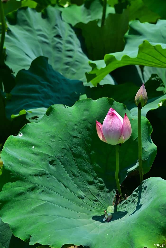 【花卉】野水塘里的荷花与莲花