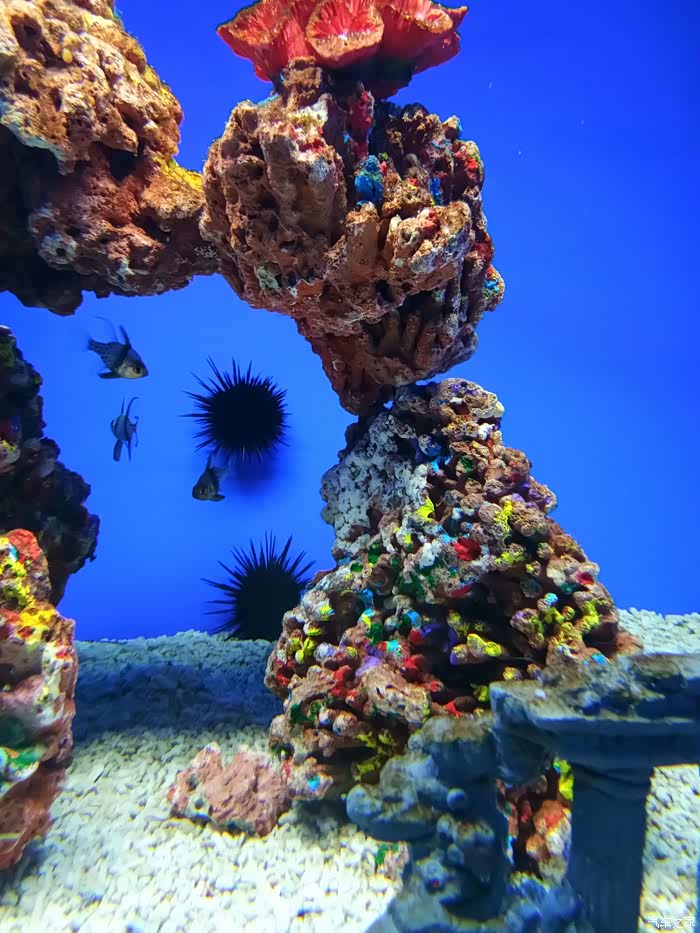 吉林市cs75车友会212中泰海洋世界一日游