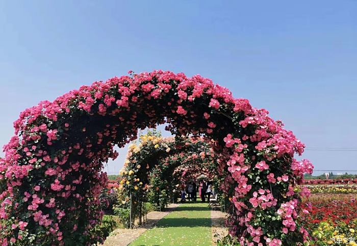 富阳新沙岛玫瑰园图片
