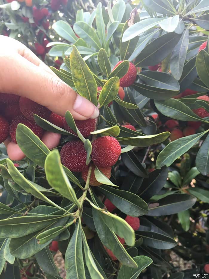 上虞二都杨梅成熟了