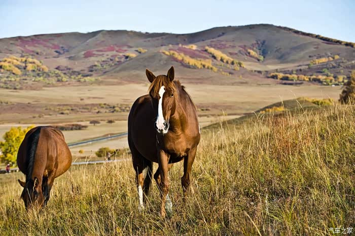 【图】【坝上草原的马牛羊】_北京论坛_汽车之家论坛