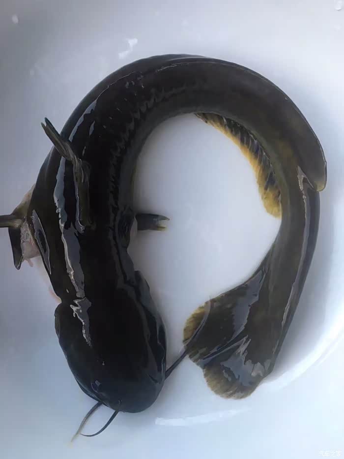 有个关于黄刺 黄鸭叫 黄骨鱼 的问题