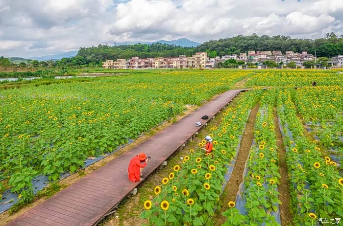 打卡开平葵花海