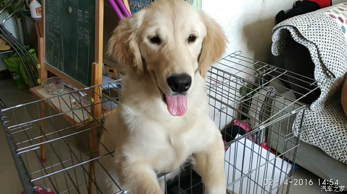 用照片记录我家金毛犬毛毛的成长历程