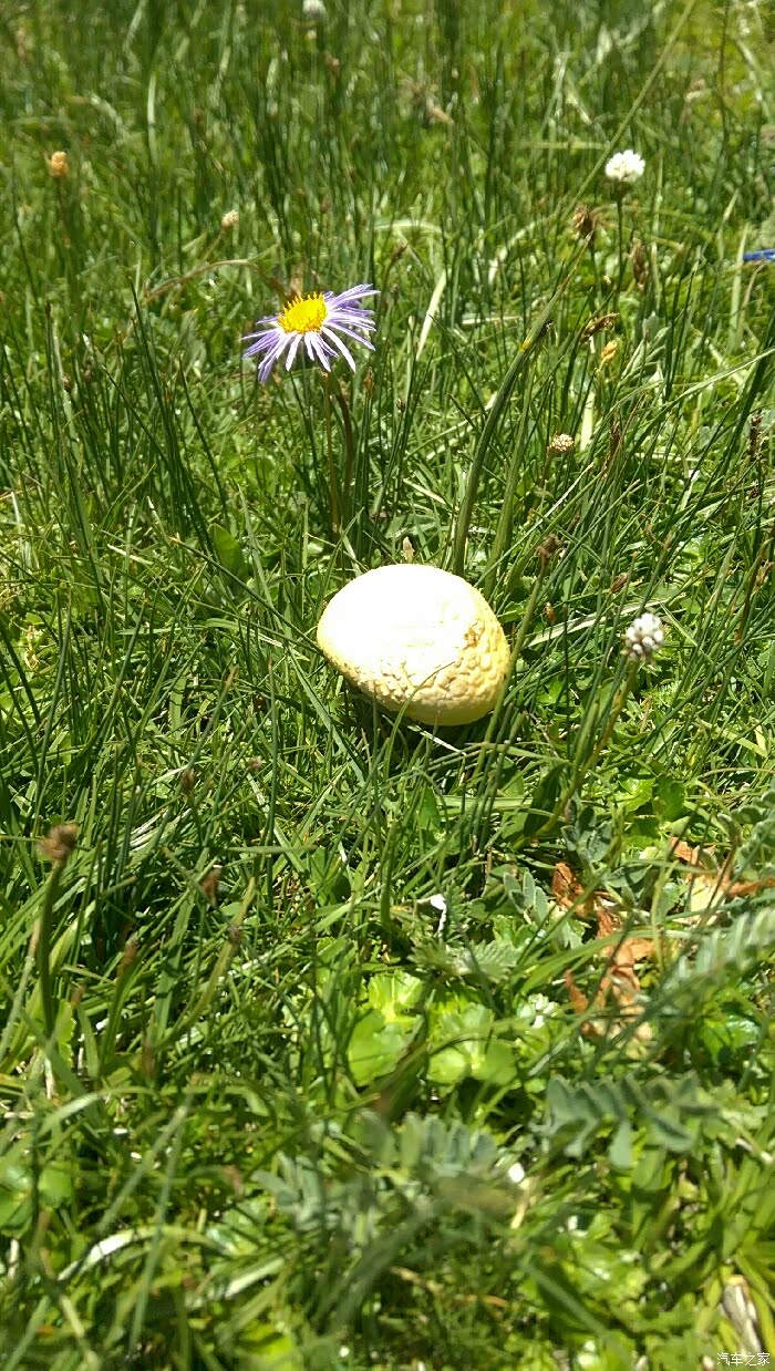 草原上的金蘑菇