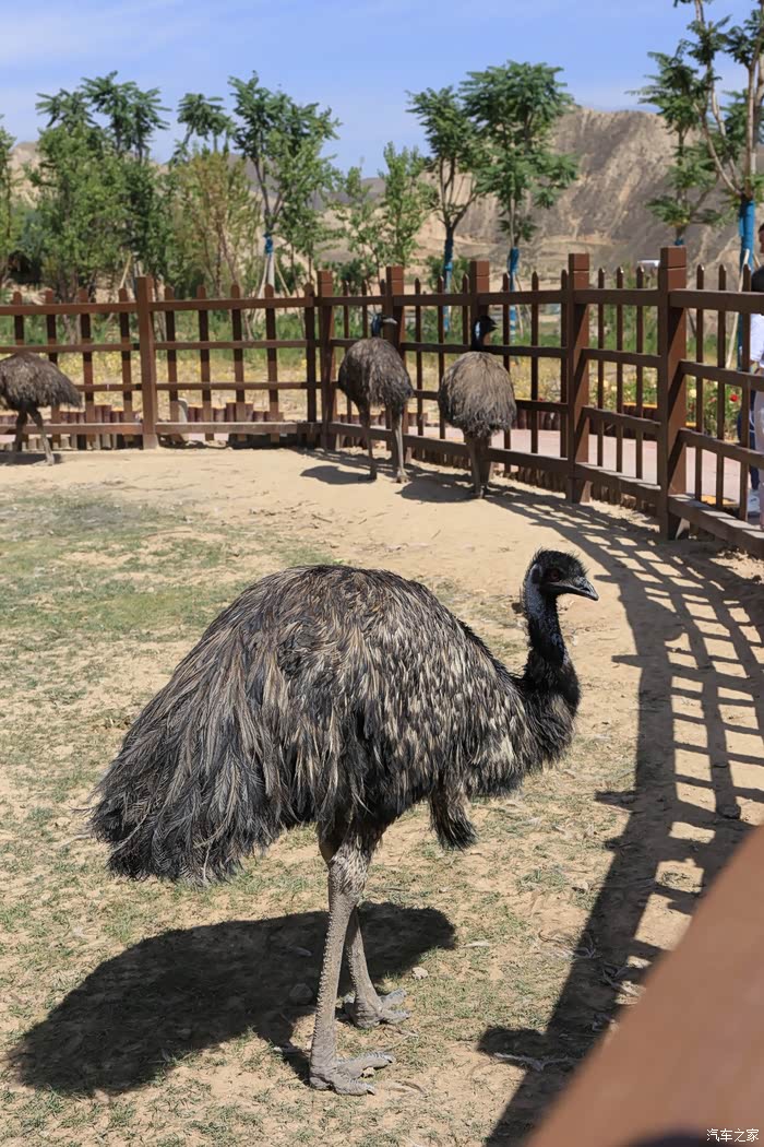 开学季教师节图文抢先探秘兰州野生动物园