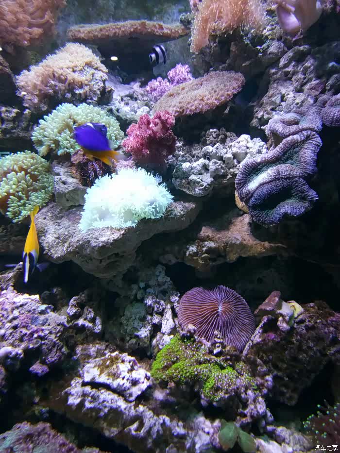 吉林市cs75车友会212中泰海洋世界一日游