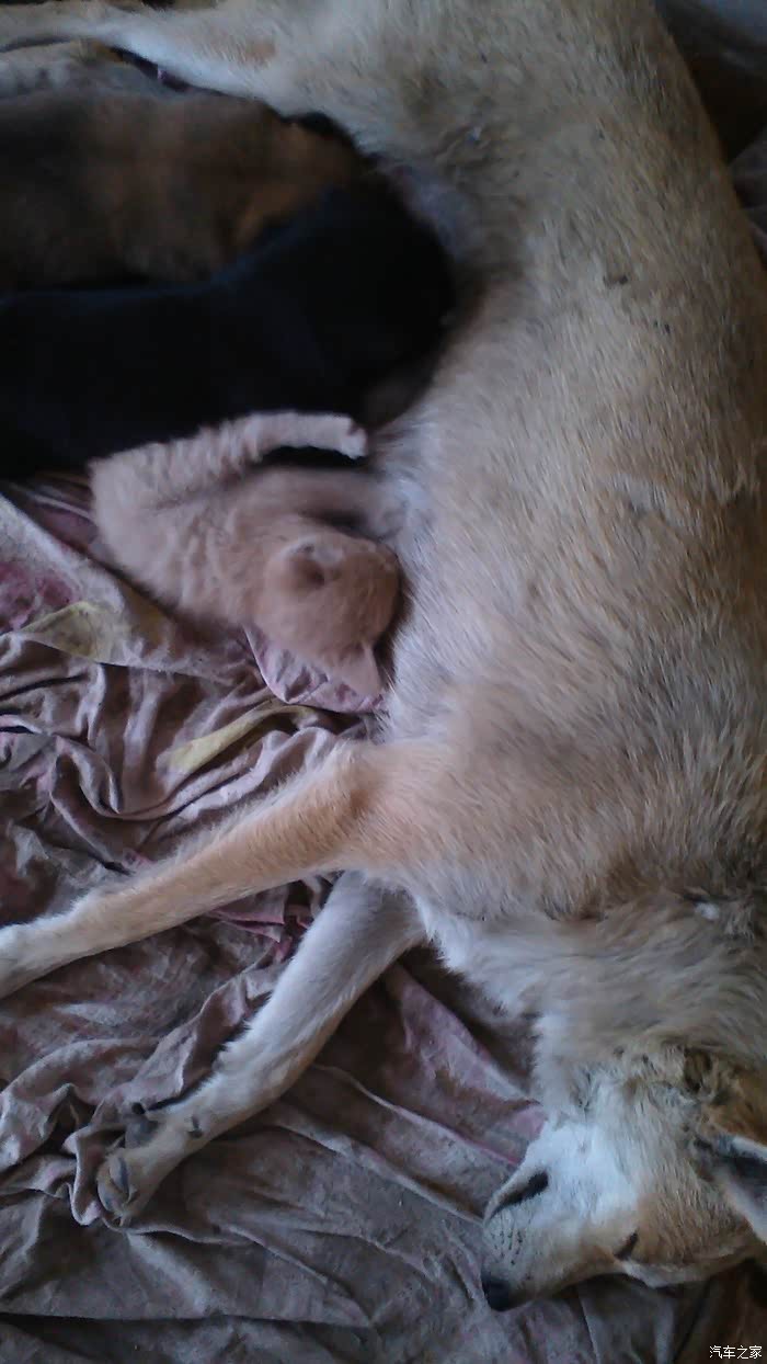 猫吃狗奶图谁见过奇葩小猫卧槽帝豪