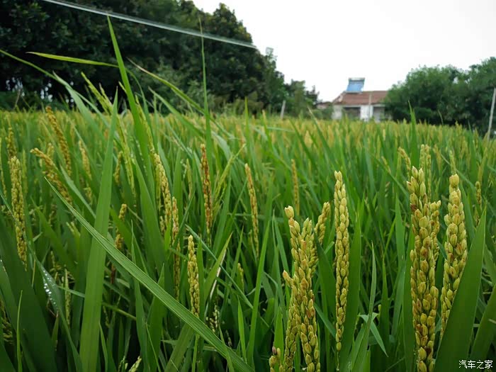 路边的水稻,小孩以前没见过,给他们普及一下知识.