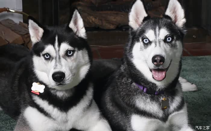 阿拉斯加与哈士奇