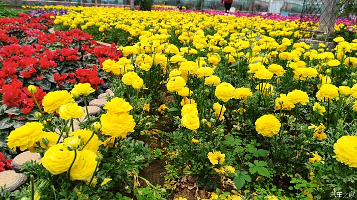 【圖】藍陵古鎮,遊花海風情的康王谷花世界_凱越論壇_汽車之家論壇