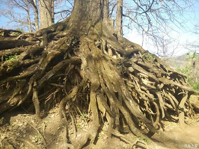 2017春节游玩古银杏之乡