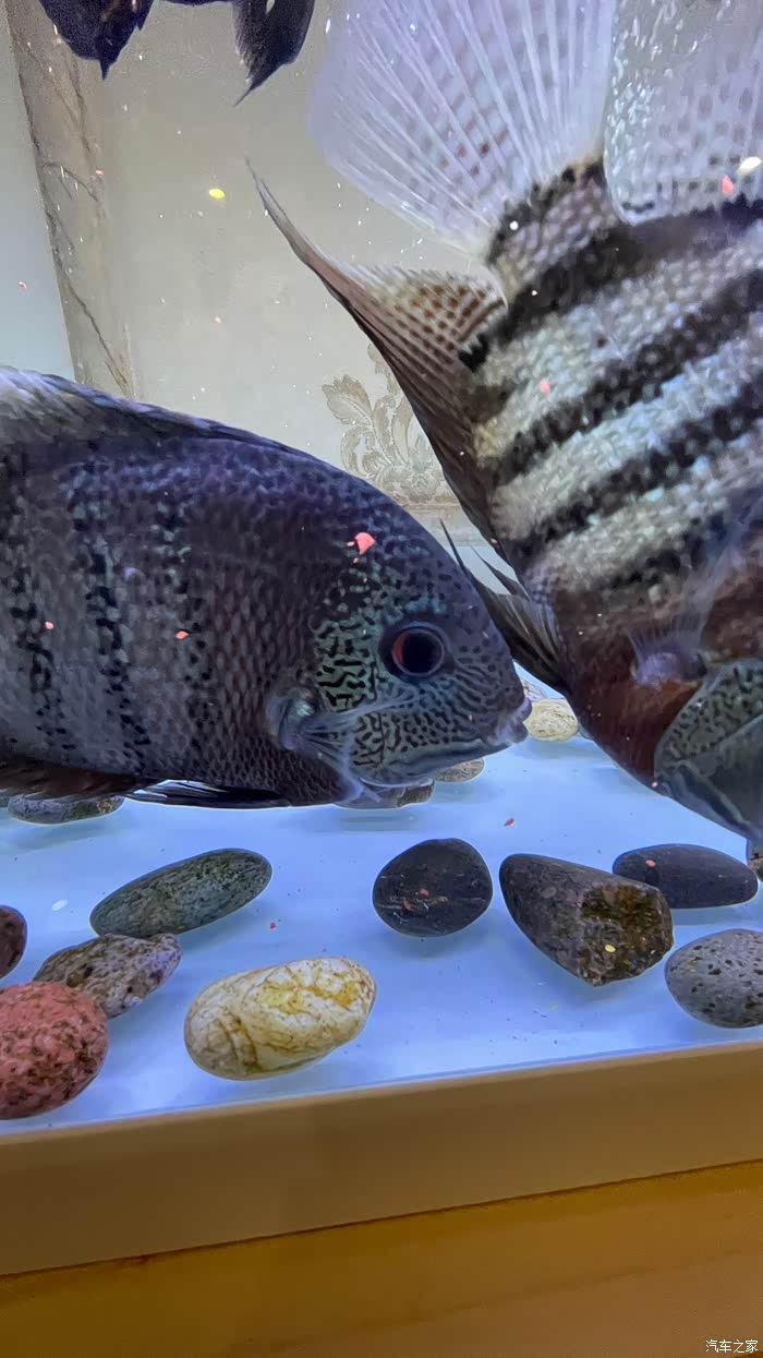 一组热带鱼欣赏菠萝鱼地图鱼