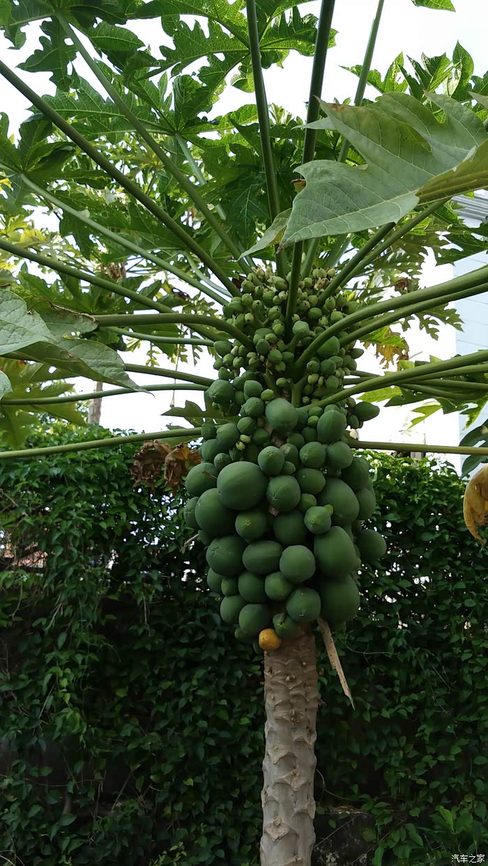 雅白速派提车作业 新车厦门行,附送选车历程及驾驶心得!