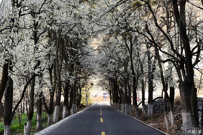 【浪漫法系,春分得逸】"花非花雾非雾"—金川梨花醉在三月