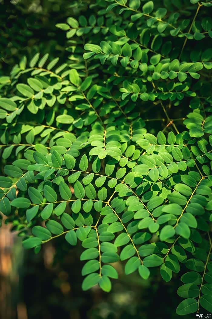春天里丨人间最美三月天,带娃去华南植物园探春.