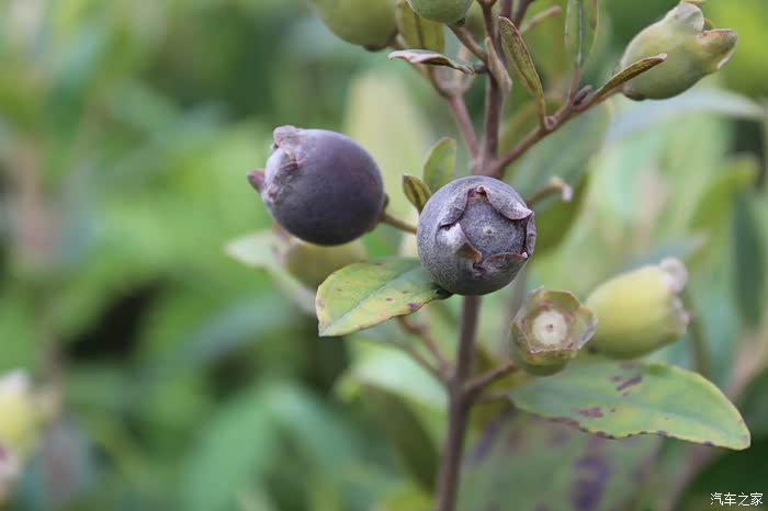 上山摘楠子之旅多图慎入建议wifi下打开申精