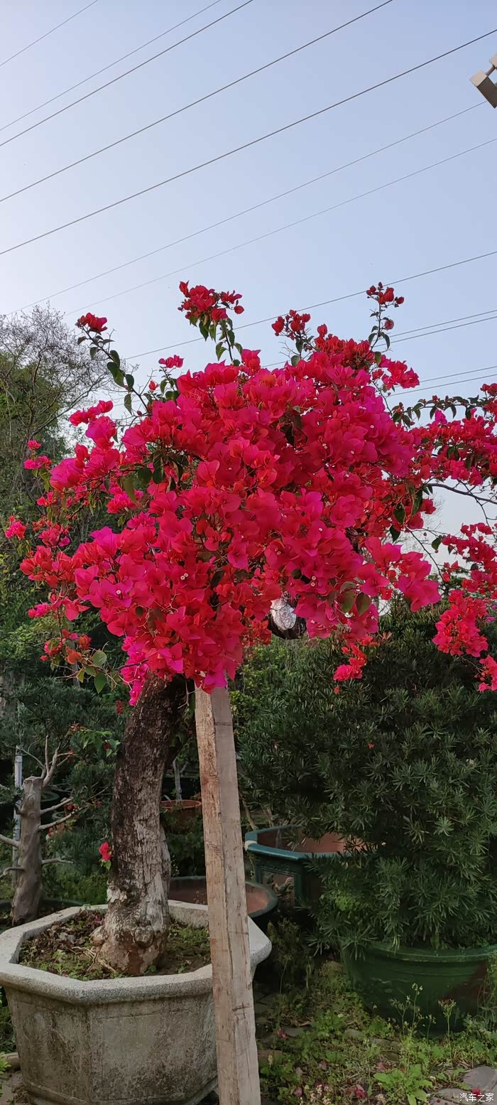 忙里抽闲,打卡南海花卉城