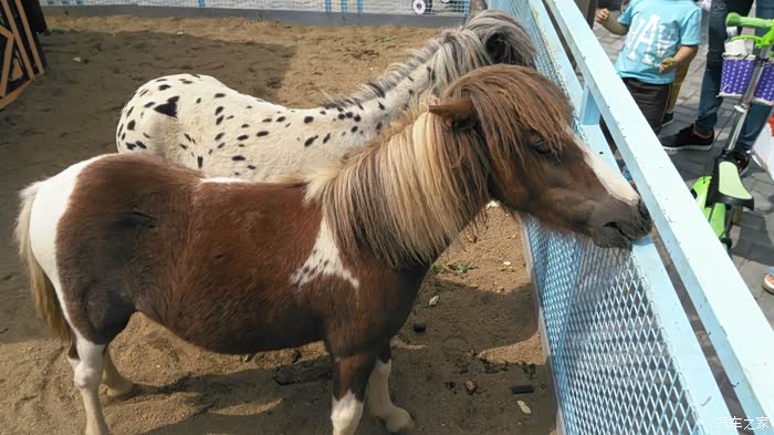 放弃加班带宝宝动物园一日游