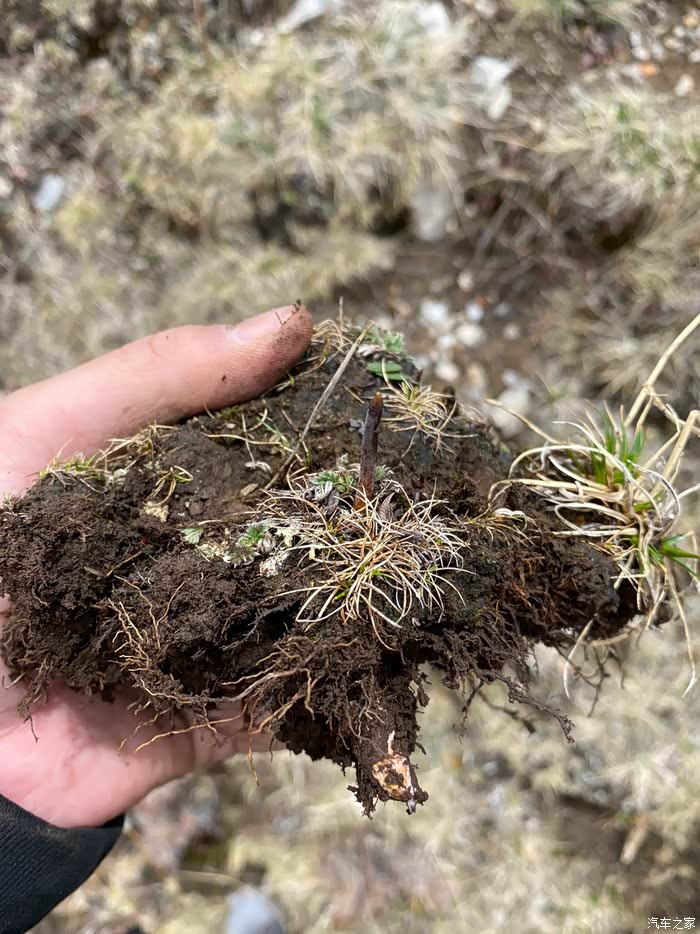 西藏那曲驾驶q2l之虫草采挖篇