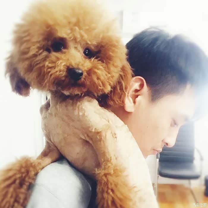 3岁多小贵宾泰迪!