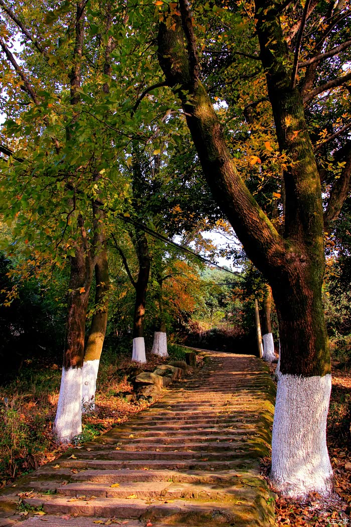 风光温州大罗山红枫古道