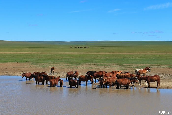 草原上的马群,在饮水