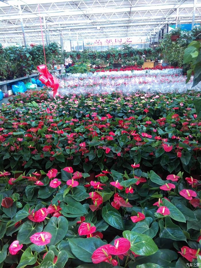 扬州江都阿波罗花木市场