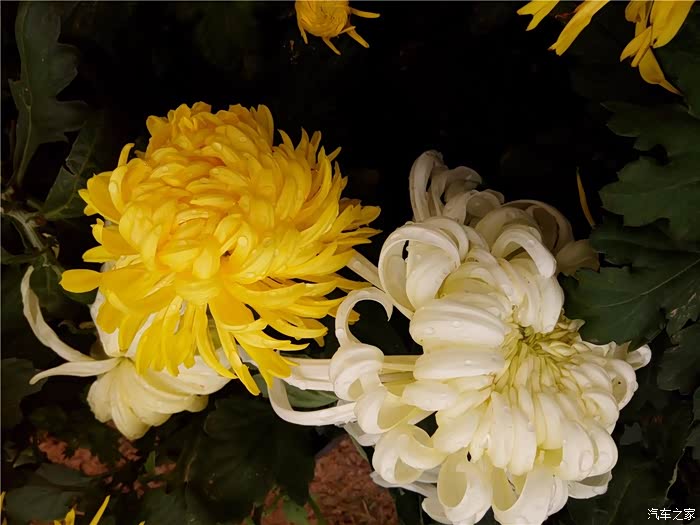 【图】赣江之滨 摩天轮下 菊花朵朵开 冬赏菊 来来来_江西论坛_汽车之