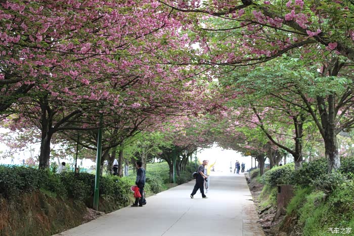 湄潭茶坡的樱花开了约么
